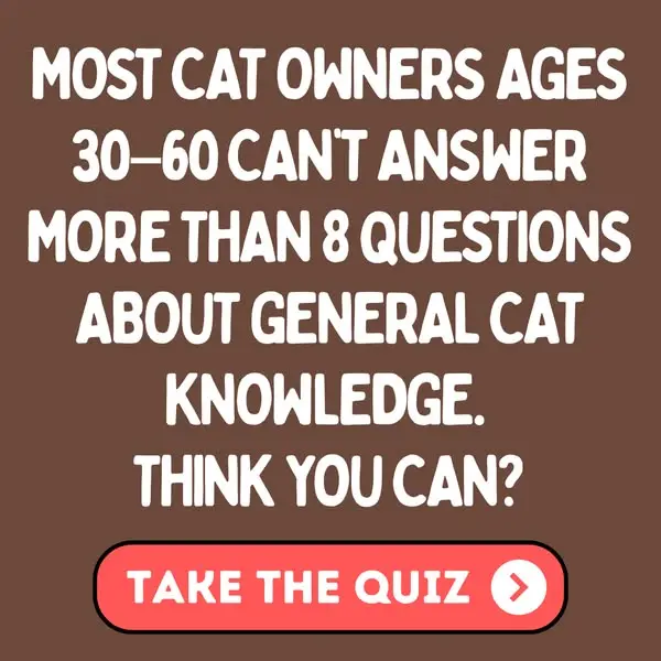 Кадр рекламы Cat Mania