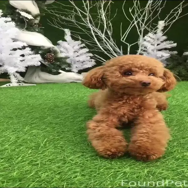 Кадр рекламы Tạ Dân