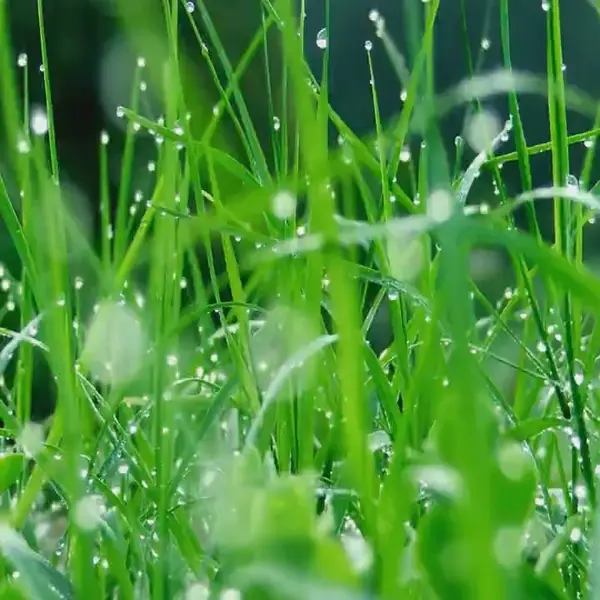 Кадр рекламы Gifts of Nature