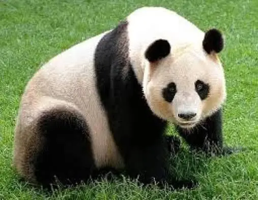 Кадр рекламы Panda Pink 1026
